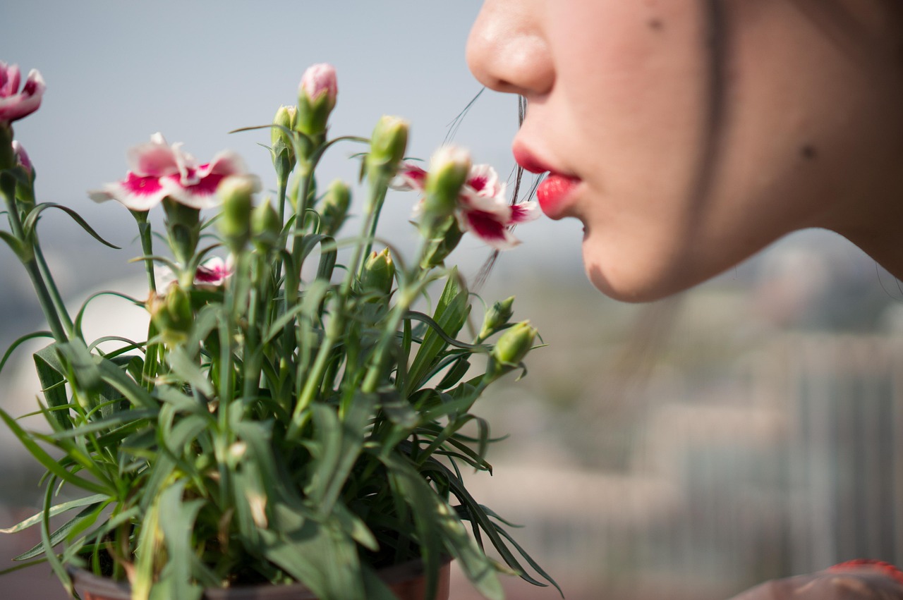 晨光中的养生智慧，早安问候语与中医养生小知识